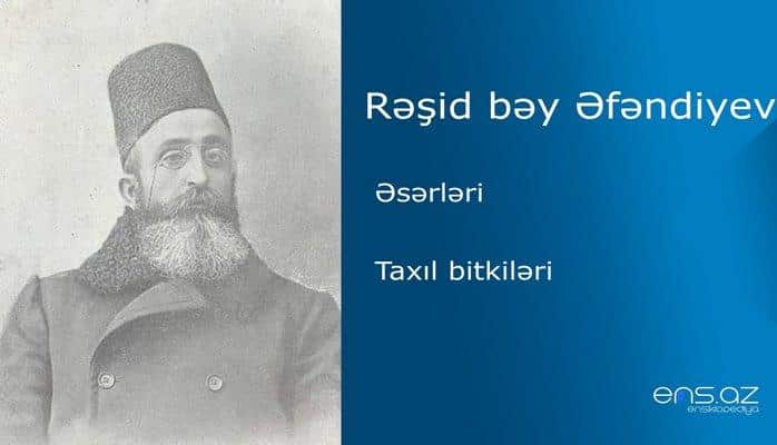 Rəşid bəy Əfəndiyev - Taxıl bitkiləri