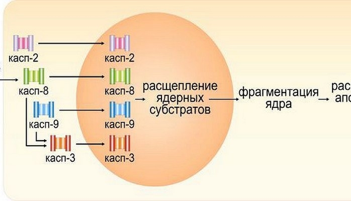 Ученые уточнили механизм гибели раковых клеток