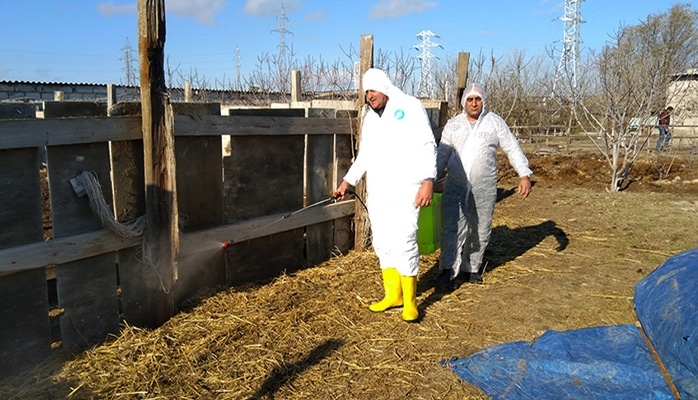 Məcburi köçkünlərin saxladıqları mal-qaraya baytarlıq baxışı keçirilir