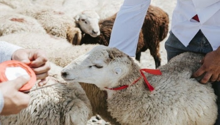 Builki Qurban bayramı ötənilki bayramlara oxşamaya bilər