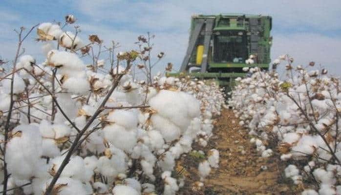 Salyanda indiyədək tədarük olunan pambığın 70 faizdən çoxu maşınlarla yığılıb