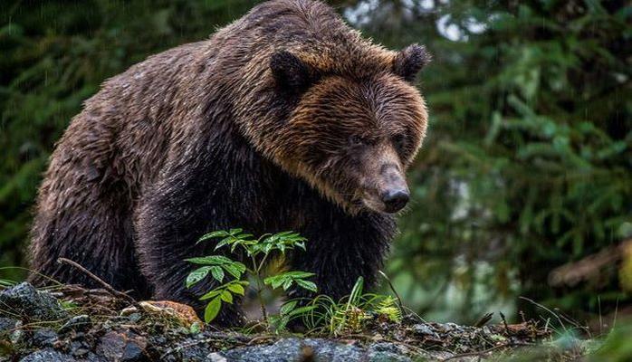 В Губе медведь напал на домашний скот