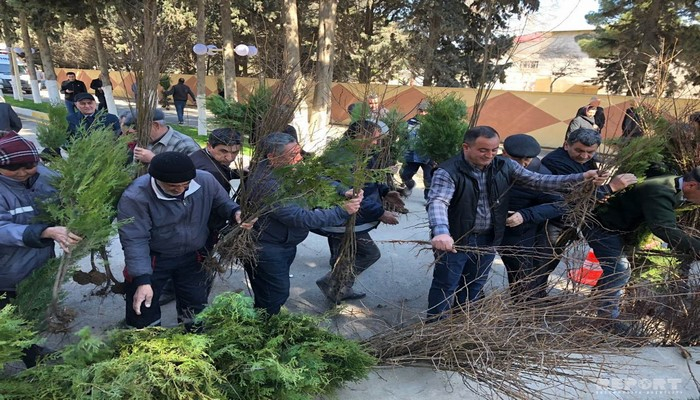 Abşeronda əhaliyə pulsuz ağac tingləri paylanılıb