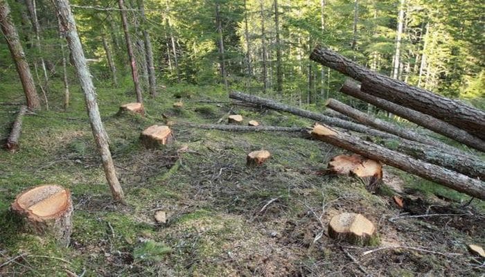 Жителя Хачмаза накажут за незаконную вырубку деревьев