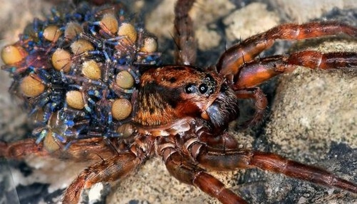 Учёные рассказали, каких существ люди страшатся больше всего.