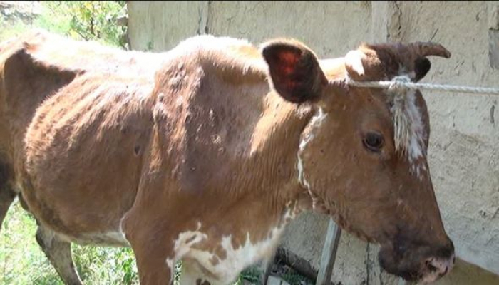 Lerikdə heyvanlar arasında xəstəlik yayılıb: gözləri görmür, burunlarından su axır