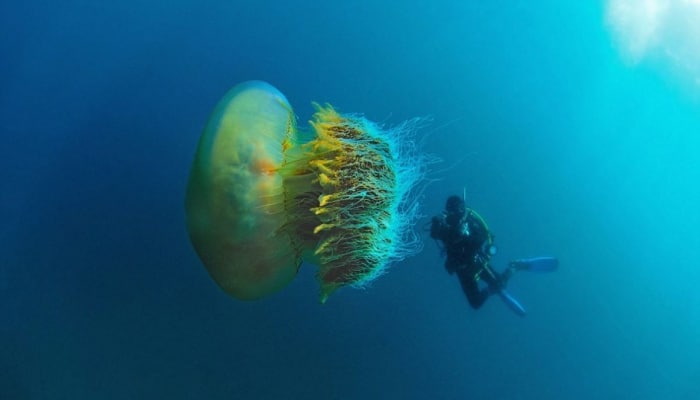 Nəhəng meduza tapılıb