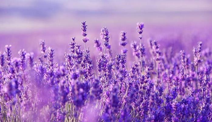 Dünyanın ən gəlirli bitkisi: Lavanda – Ağıllı sərmayə