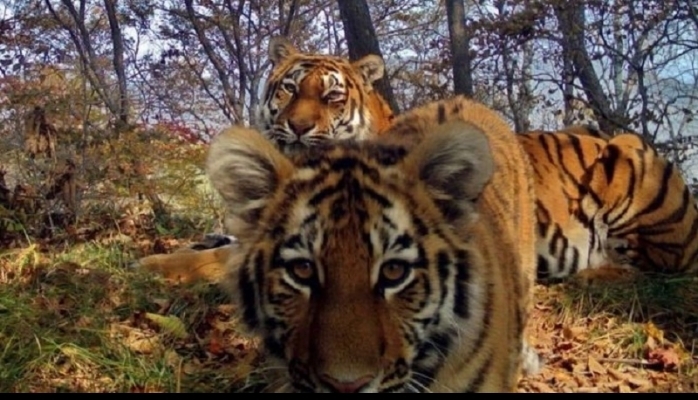 Sibir pələnginin nadir "selfie" şəkli