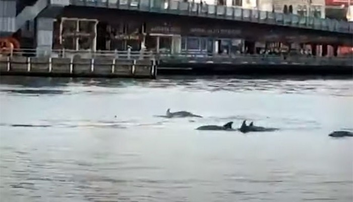 İstanbul boğazında delfinlər göründü