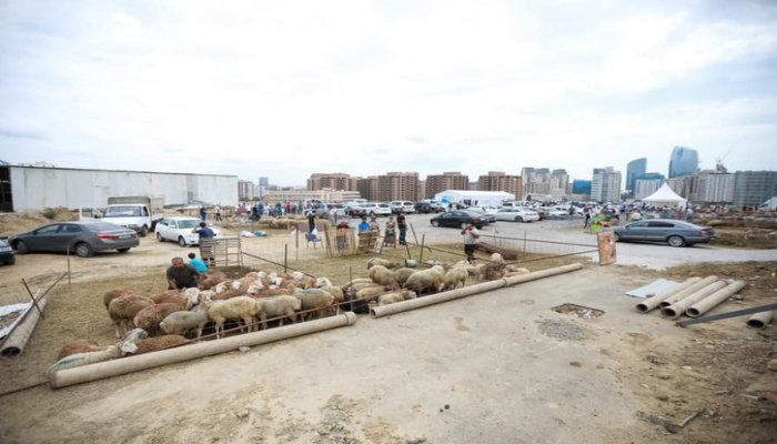 AQTA: Əhalini qurbanlıq heyvanlarını tələblərə cavab verən yerlərdə kəsdirməyə çağırırıq