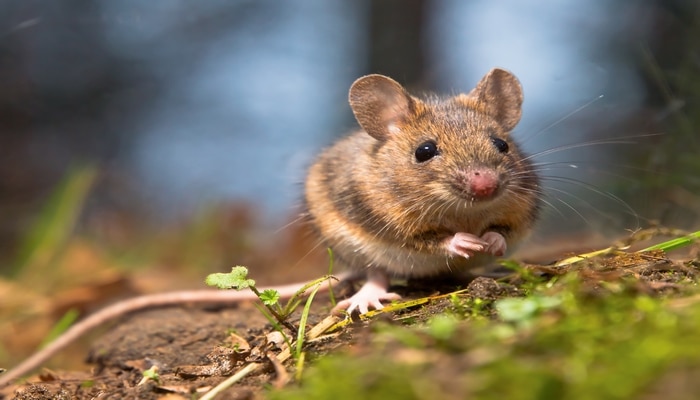 Hantavirus - növbəti epidemiyanın mümkün səbəbi