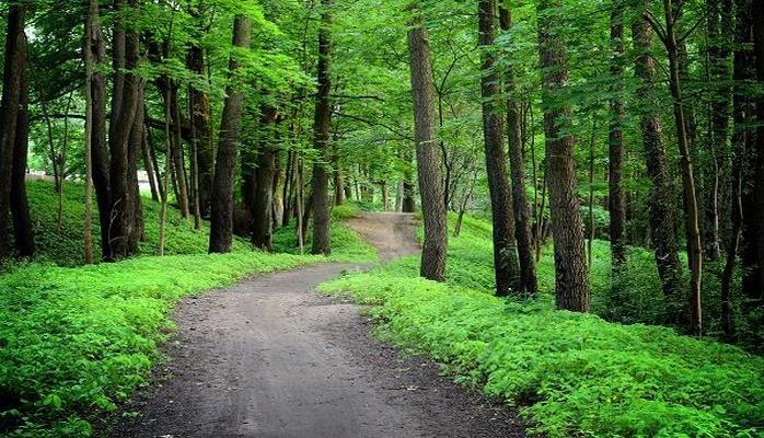 Azərbaycan meşələrində turistlərin hərəkəti üçün xüsusi cığırlar qoyulacaq