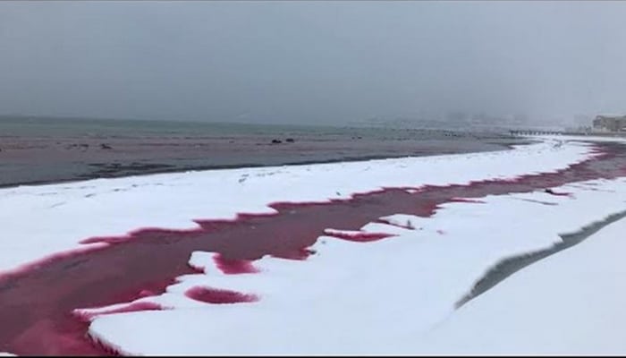 Xəzər suları “qana” boyandı, insanlar qorxuya düşdü