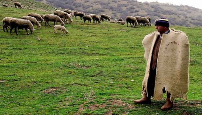 Örüş sahələri müddətli icarəyə veriləcək - Məsələyə aydınlıq gətirildi