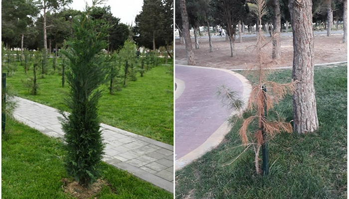 3 ay əvvəl açılışı olan parkın hazırkı vəziyyəti