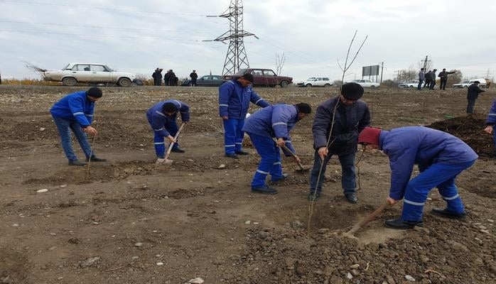 5 min ağac tingi, dekorativ kol və güllər əkildi