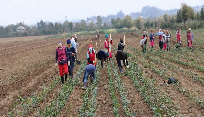 Azərbaycanda fermerlərə 1 mln. manat qrant ayrılacaq