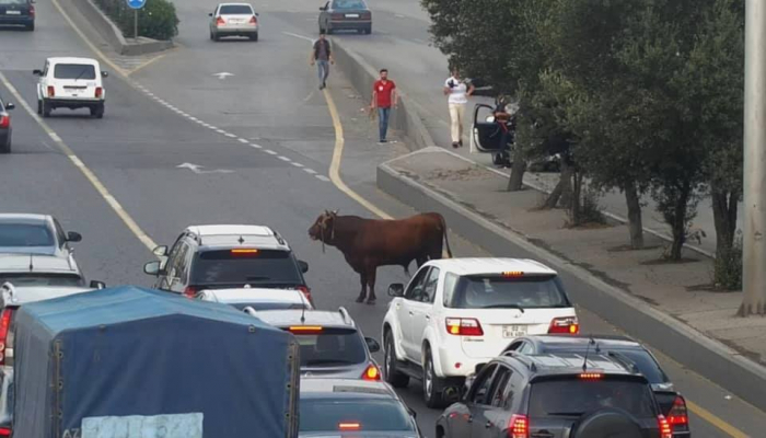 Bakıda qurbanlıq dana prospekti bir-birinə qatdı