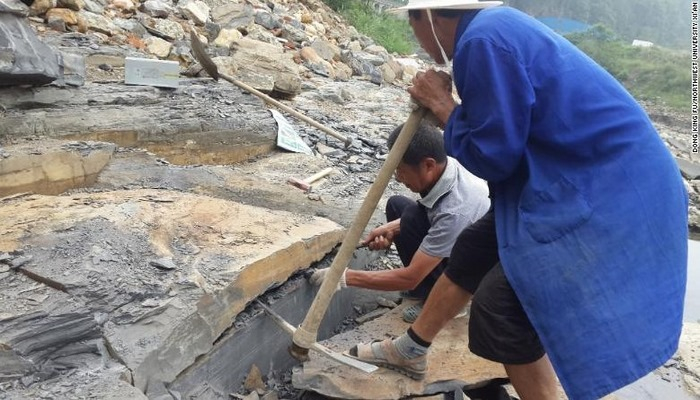 Qanadlı dinozavrların yeni növü tapıldı