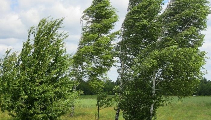 Küləkli hava ilə bağlı sarı xəbərdarlıq verilib