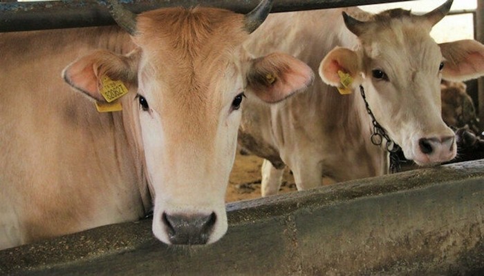 Kurban kesecekler dikkat: Tarım ve Orman Bakanlığı 'kurban rehberi'ni güncelledi