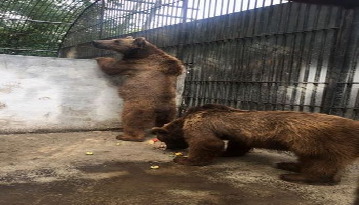 Медведи и волки, которых держали в клетке в ресторане, переданы в Алтыагаджский национальный парк