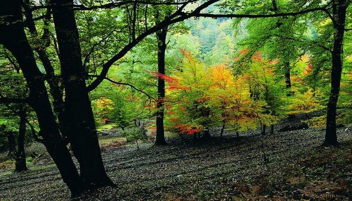 Milli parkların ödənişli olması qanunla tənzimlənir - AÇIQLAMA