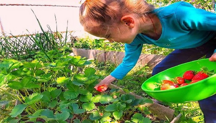 Названа самая аллергенная ягода в саду