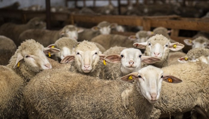 QMİ: "Qurbanlıq keçi və qoyunun yaşı 1 ilə yaxın, öküz və inək 2 ildən artıq, dəvənin isə 5 ili tamam olmalıdır"