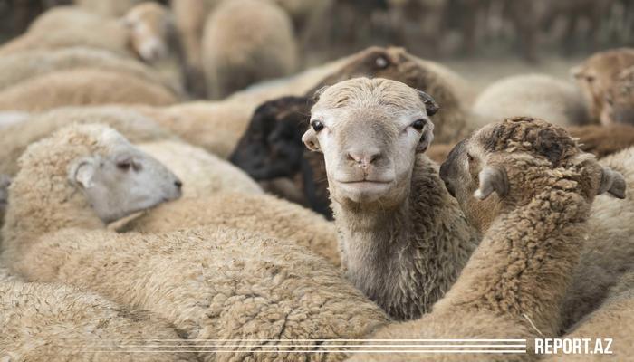 Qurban bayramı ilə əlaqədar Tədbirlər Planı hazırlanır