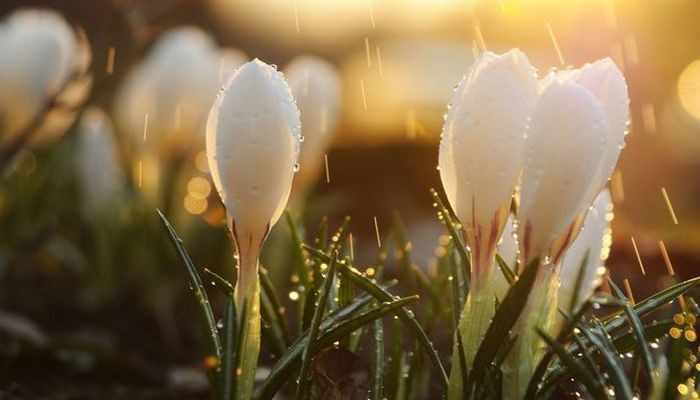 Sabahdan havanın temperaturu 5-8 dərəcə aşağı enəcək - XƏBƏRDARLIQ