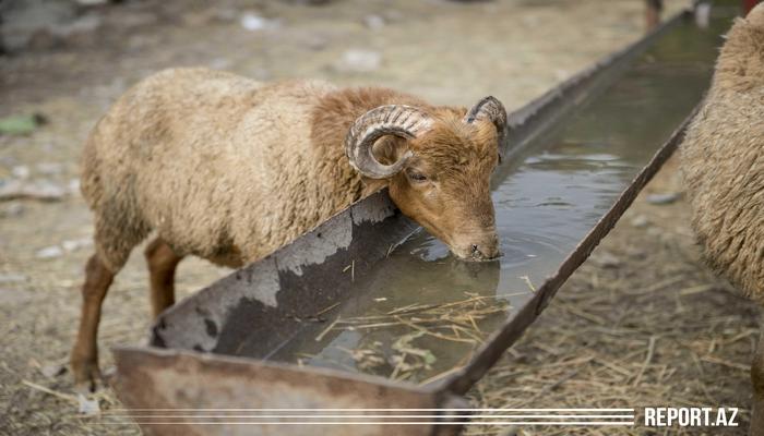 Türkiyədə Qurban bayramında yeni məhdudiyyətlər olmayacaq