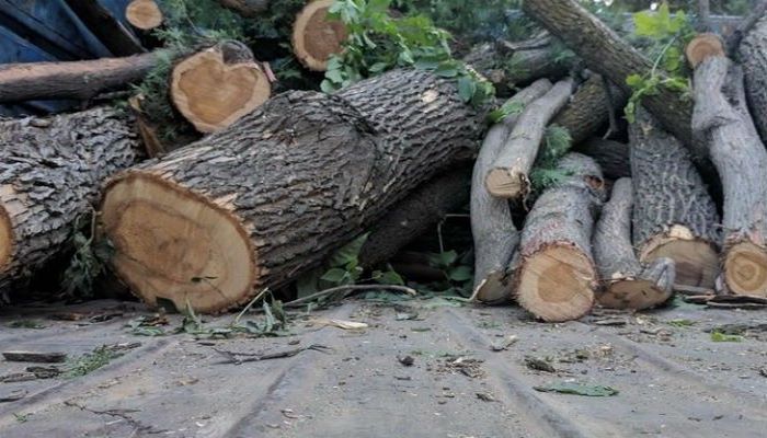 В Шеки по факту вырубки деревьев возбуждено уголовное дело